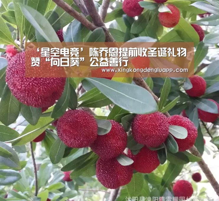 ‘星空电竞’陈乔恩提前收圣诞礼物 赞“向日葵”公益善行(图4) 星空登录